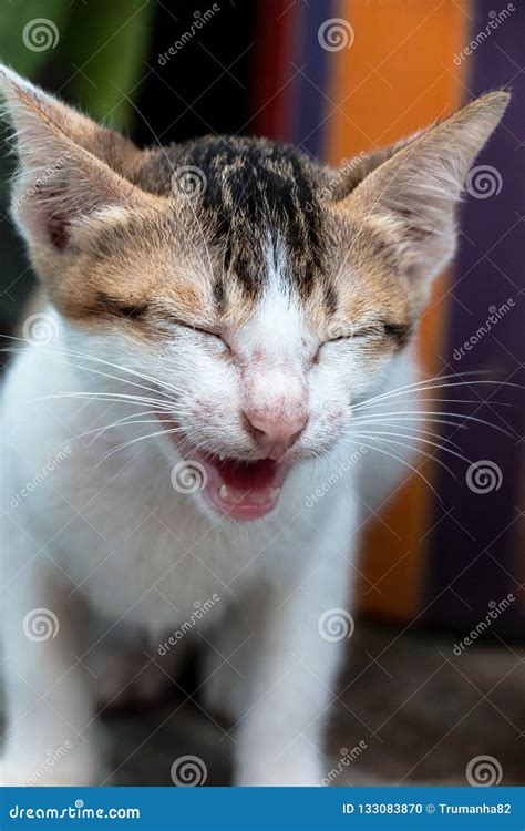A Cute Meowing Calico Kitten With A Funny Face Stock Photo Image Of