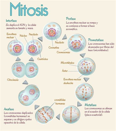 Diagrama Que Muestra Las Fases Del Ciclo Celular Interfase Y Mitosis