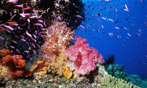 Great Barrier Reefs Greatest Threat Is Climate Change Says New Report