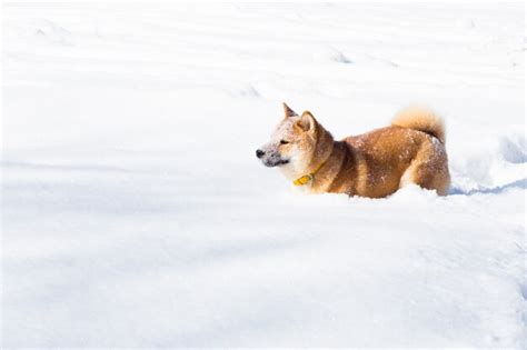 Premium Photo Young Shiba Inu Dog In Winter Snow Forest Playing