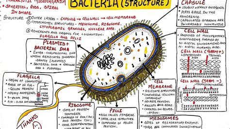 Structure Of Bacteria In Hindi Bacteria Learn The Structure Of