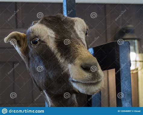 Expressive Goat Face At Fairplex Pomona Fairgrounds Stock Image Image