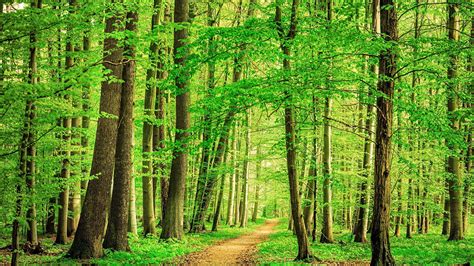 Path Through Beech Tree Forest Thuringia Germany Windows 10