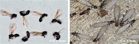 Ant Control For Householders Entomology
