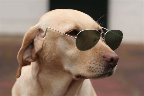 2560x1440 Resolution Labrador Dog Wearing Sunglasses Hd Wallpaper