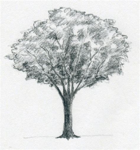 Today we will show you how to draw an oak tree with easy to follow steps. Draw A Tree Simply And Easily