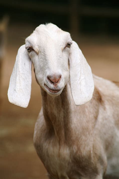 Shallow Focus Photography Of White Anglo Nubian Goat Free Image Peakpx