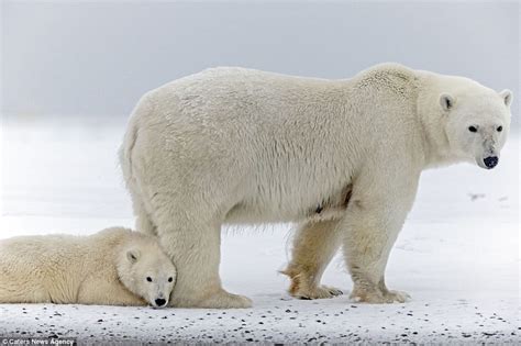 Polar Bear Cub Waves At Tourists At Arctic National Wildlife Refuge In