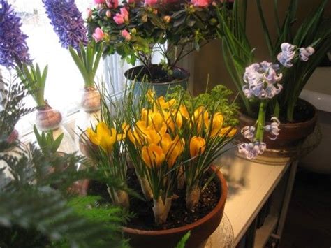 Forced bulbs, depending on their variety and your climate, are used as annuals and may rebloom if planted out in beds, but it's not a sure thing. Forcing Crocus for Winter-Bloom Indoors (With images ...