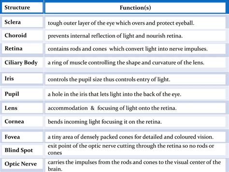 Ppt The Eye Structure And Function Powerpoint Presentation Free