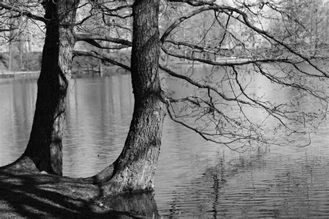 Free Images Tree Branch Winter Black And White Wood Lake Trunk