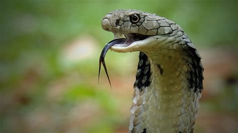 How To Survive A Cobra Bite Or Better Yet Avoid One Entirely