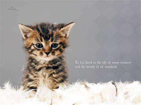 The dreams were often seen as premonitions and people blindly believed in these stories. 11+ Scripture Wallpaper with Cat Pictures on WallpaperSafari