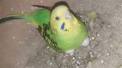 Budgies Colony Progress Parrot Breeding Tips Australian Parrot 🦜 Breeding Season Youtube