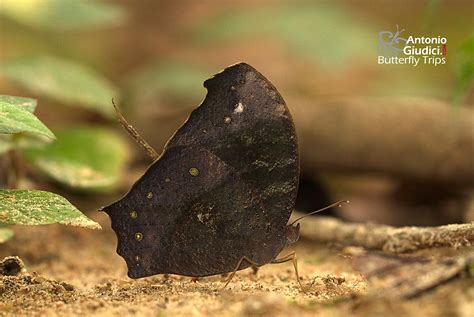 Melanitis Phedima Thai Butterfly Trips