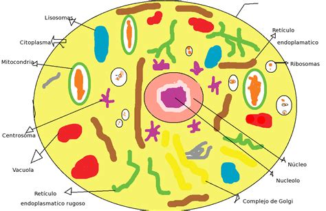 Celula Eucariota Dibujo