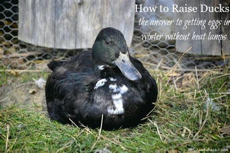 How To Raise Ducks For Eggs Melissa K Norris
