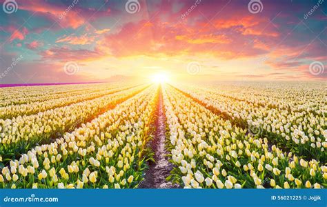 Fields Of Blooming White Tulips At Sunrise Stock Image Image Of Bloom