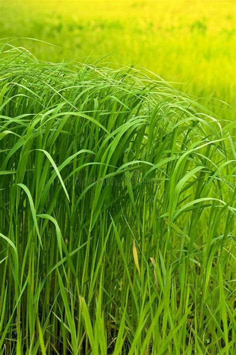Field Of A Green High Grass Stock Image Image Of Grass Natural 5904835