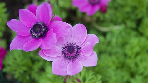 Anémona Flores Primavera Foto Gratis En Pixabay