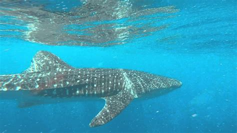 Whale Shark Encounter Great Barrier Reef Australia