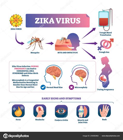 Zika Virus Vektor Illustration Anzeichen für Mückenstiche Vektorgrafik lizenzfreie Grafiken