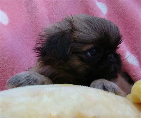 Lancaster puppies has apricot black and, mini french poodles from breeders. FOR SALE: PEKINGESE X JAPANESE CHINS - 2F 1M - TINY PUPPIES