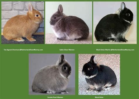 Netherland Dwarf Rabbit Breed Information Varieties And Facts Rabbit