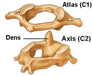 Spinal Anatomy | Vertebral Column