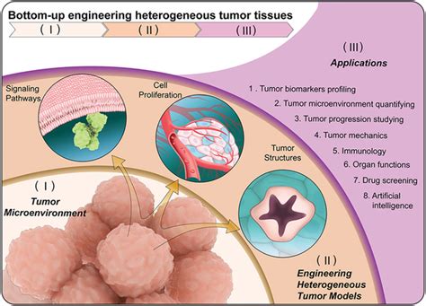 Schematic Illustration Of Engineered Heterogeneous Tumor Models For