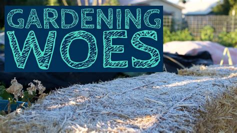 Late frost, on the other hand happens on the other side in late spring, when we are impatiently waiting for summer to come along. Protect your Garden from Frost - YouTube