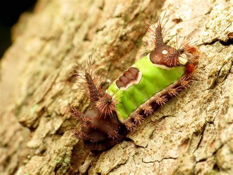 All About Butterflies And Moths Welcome Wildlife