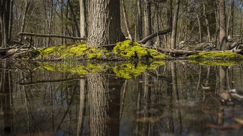 Algae Covered Tree Trunk Swamp Woods Reflection On Water Hd Nature