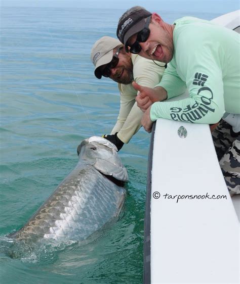 Another Tarpon Caught Along The Beaches Of Southwest Florida With Capt
