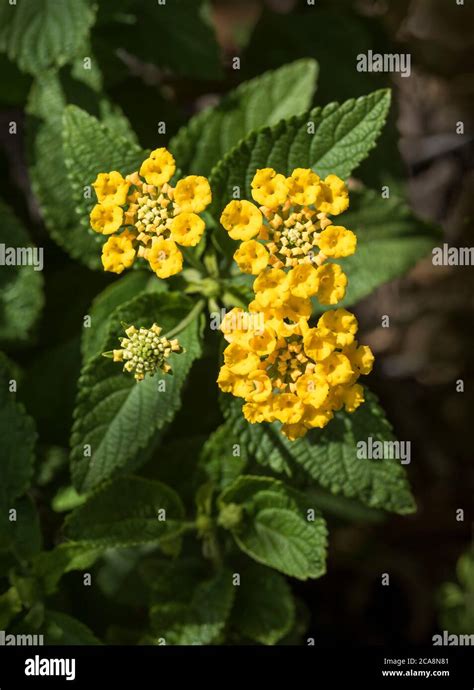 Small Yellow Flowers Of Lantana Camara Aka West Indian Lantana Yellow