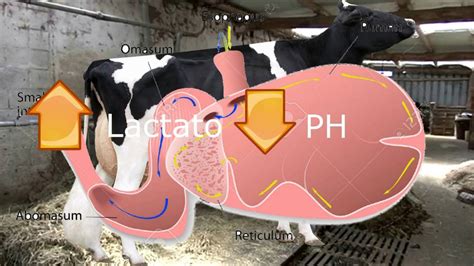 Acidosis Ruminal En Bovinos Pdf