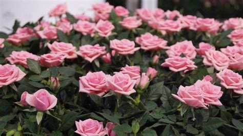 Hier finden sie die wichtigsten hinweise zum rosenschnitt im frühjahr. iVerde: Ein duftender Garten mit Rosen | Gabot.de