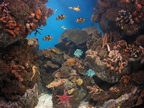 Amazing Underwater Pictures • ELSOAR