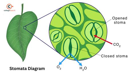 Stomata Structure Types Definition Diagram Functions And Mechanism