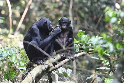 Bonobo Mothers Get Proactive In Helping Their Sons Find Mates •