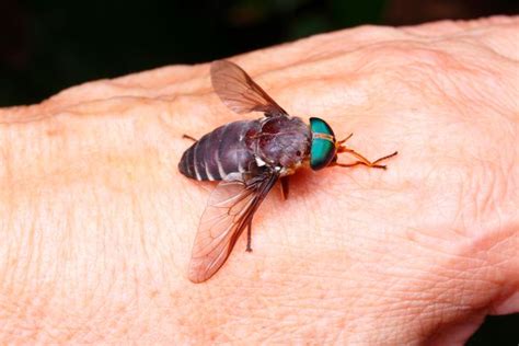 Horsefly Bites Can Be Dangerous How To Tell If Youve Been Bitten By