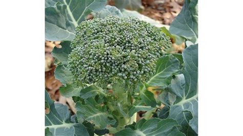 Lieutenant Hybrid Broccoli Seeds Etsy