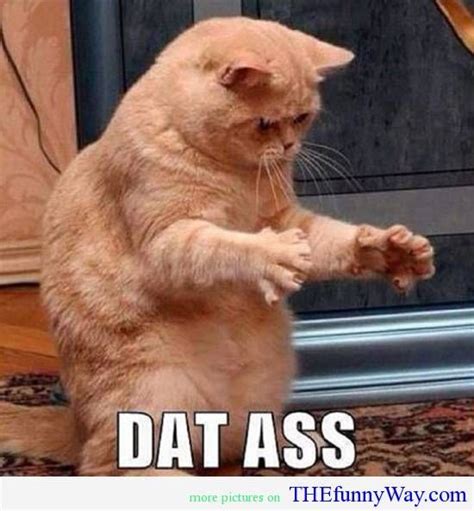 A Funny Post About Trying Twerking For The First Time Funny Cat Pictures Funny Cat Memes