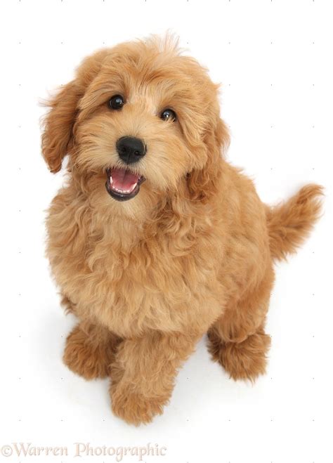 Dog Cute Goldendoodle Puppy Sitting And Looking Up Photo Wp38576