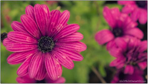 < 1 inch flower description: 45+ May Flowers Wallpaper on WallpaperSafari