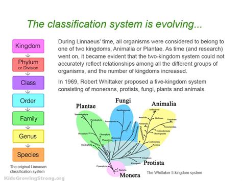 Botanical Classification Kids Growing Strong