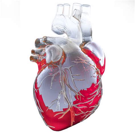 Human Heart Valve Stock Photos Pictures And Royalty Free Images Istock