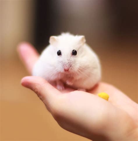 Caring For Your Dwarf Hamster