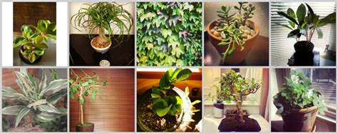 Top 10 The Best Houseplants For Every Homeowner Sheknows