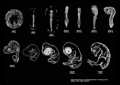 Stages In Development Of The Chick Embryo The Stages Illus Flickr